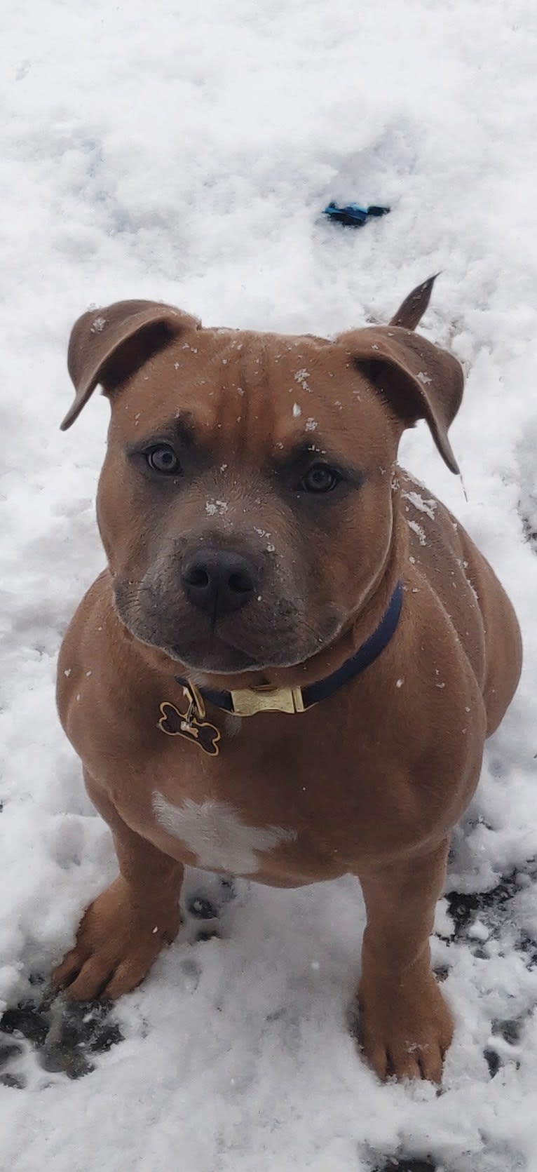Nugget, an American Bully tested with EmbarkVet.com