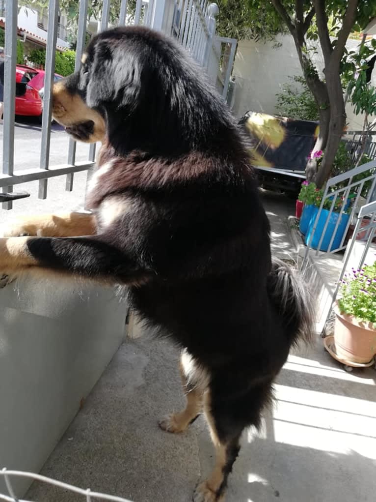 BAGIRA, a Tibetan Mastiff tested with EmbarkVet.com