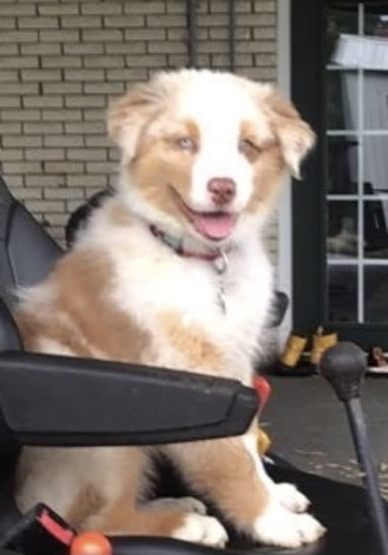 Laika, an Australian Shepherd tested with EmbarkVet.com