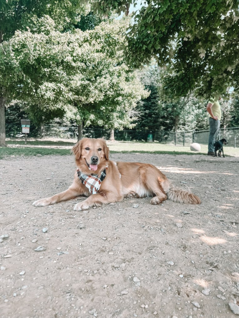 Marley, a Golden Retriever tested with EmbarkVet.com