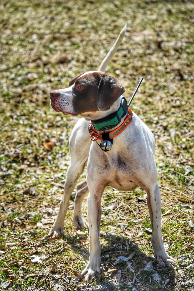 Barley, a Pointer tested with EmbarkVet.com