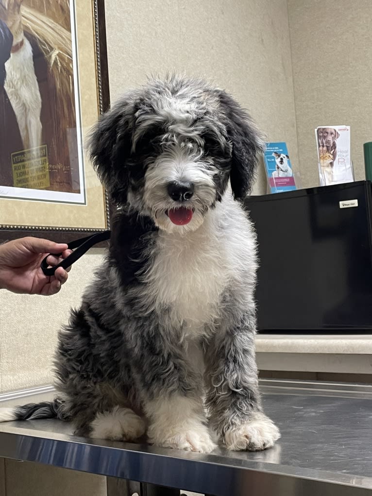 Obi1, an Aussiedoodle (6.3% unresolved) tested with EmbarkVet.com