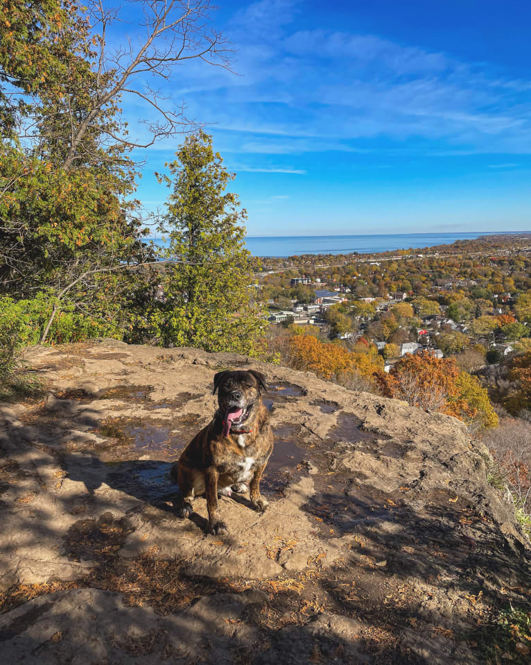 Bear, a Rottweiler and American Pit Bull Terrier mix tested with EmbarkVet.com