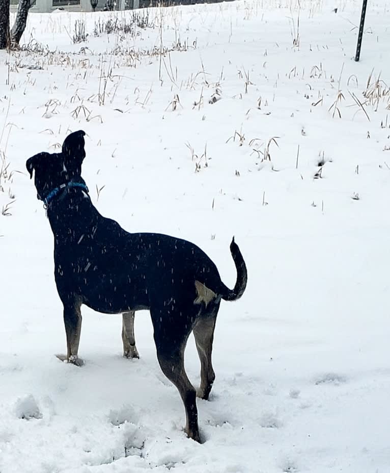 Loki, an American Pit Bull Terrier and German Shepherd Dog mix tested with EmbarkVet.com