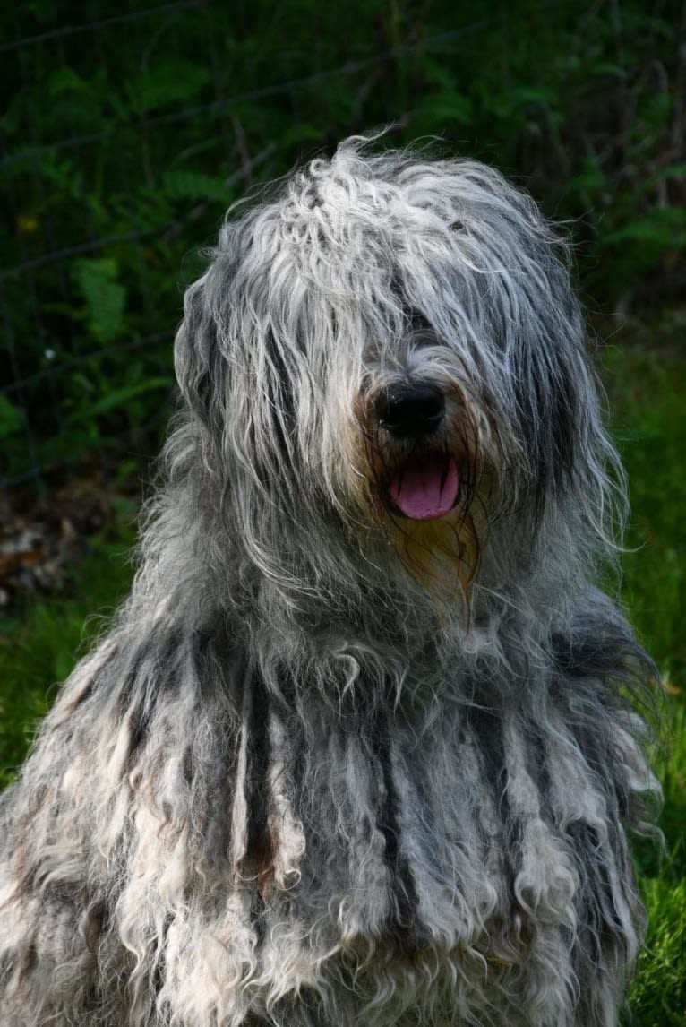 Ghita, a Bergamasco Sheepdog tested with EmbarkVet.com