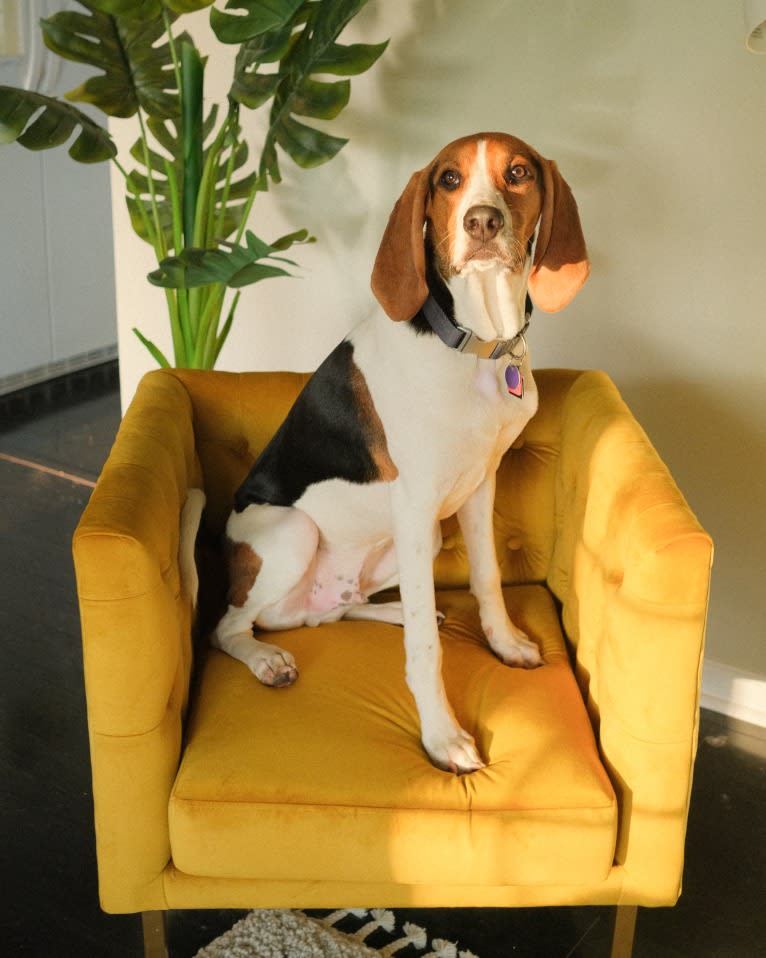 Carl, a Treeing Walker Coonhound tested with EmbarkVet.com