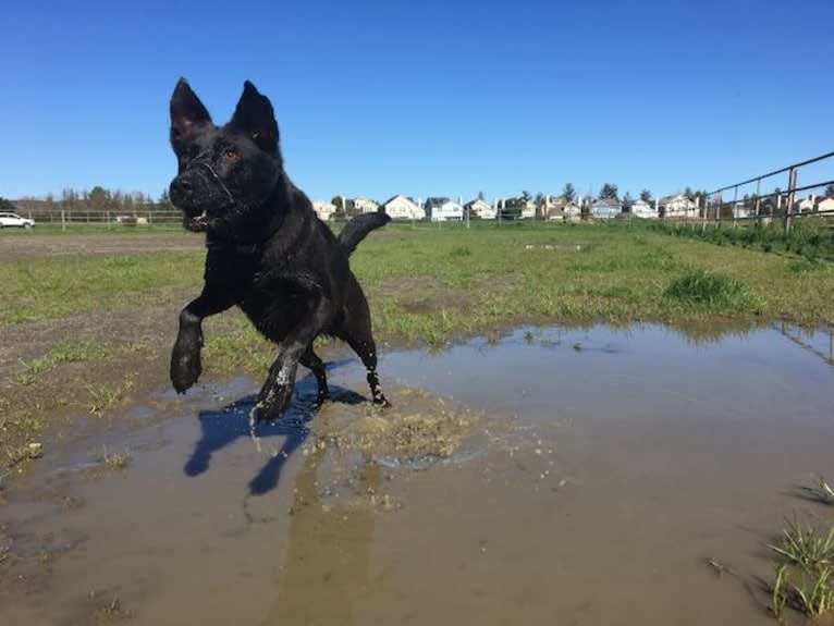 RoofyRoo, a Formosan Mountain Dog tested with EmbarkVet.com