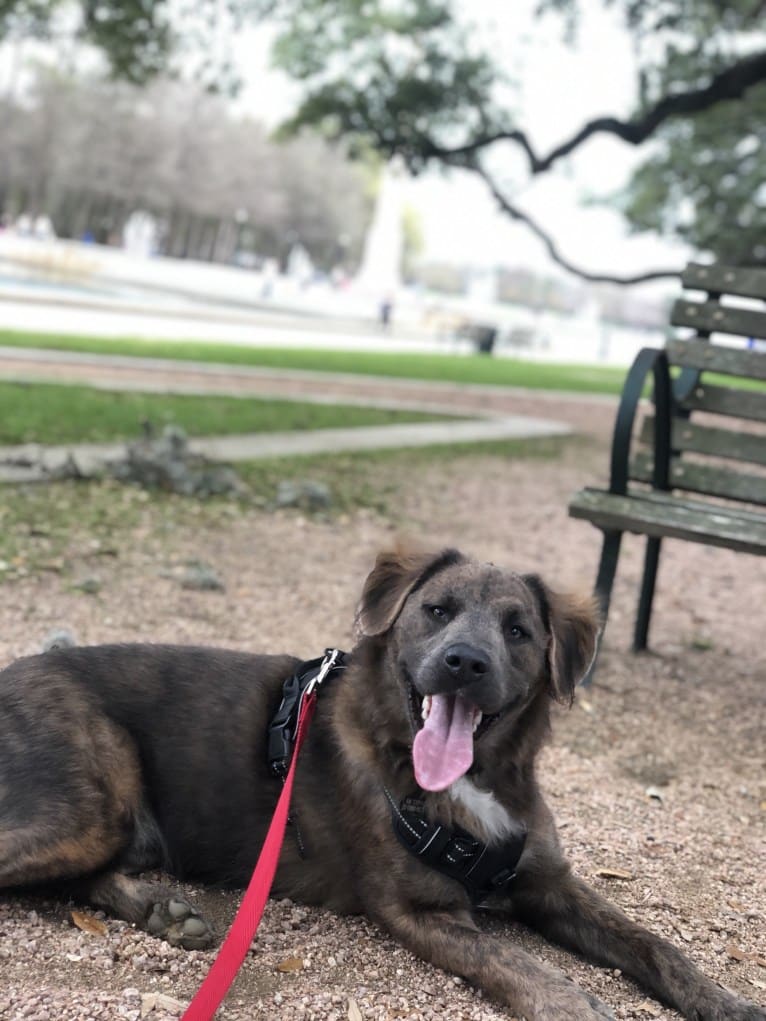 Beaux, an American Pit Bull Terrier and German Shepherd Dog mix tested with EmbarkVet.com