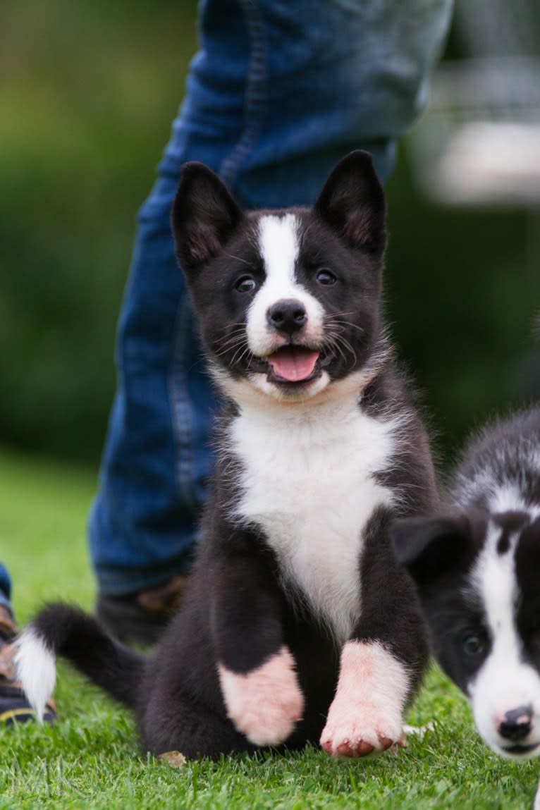 Pikki, a Karelian Bear Dog tested with EmbarkVet.com