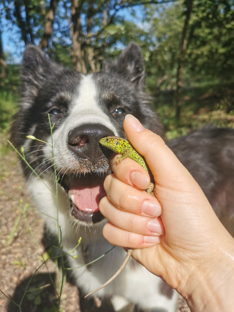 Erkeeni Kuo (Kinjia), a Yakutian Laika tested with EmbarkVet.com