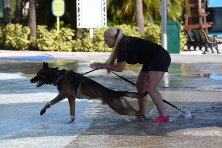 Jagger, a Belgian Malinois and German Shepherd Dog mix tested with EmbarkVet.com