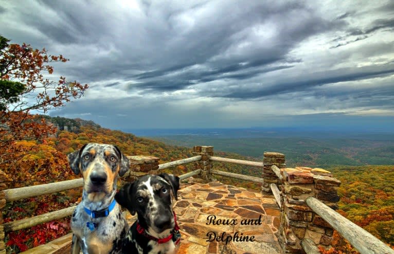 Delphine, a Catahoula Leopard Dog tested with EmbarkVet.com