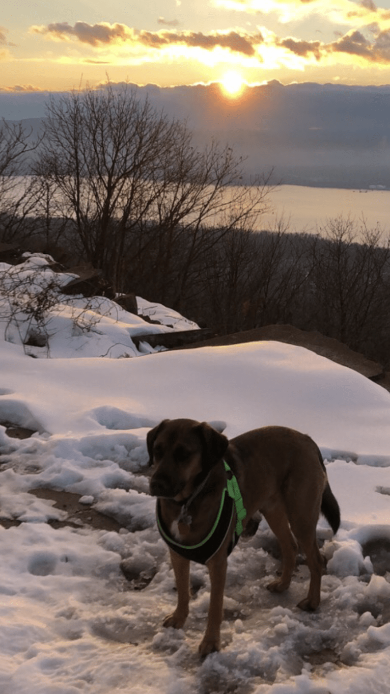 Rufus, a Rottweiler and Beagle mix tested with EmbarkVet.com