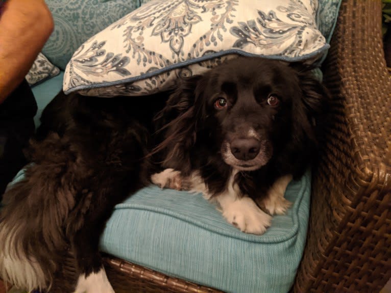 Bella, a Border Collie and Pembroke Welsh Corgi mix tested with EmbarkVet.com