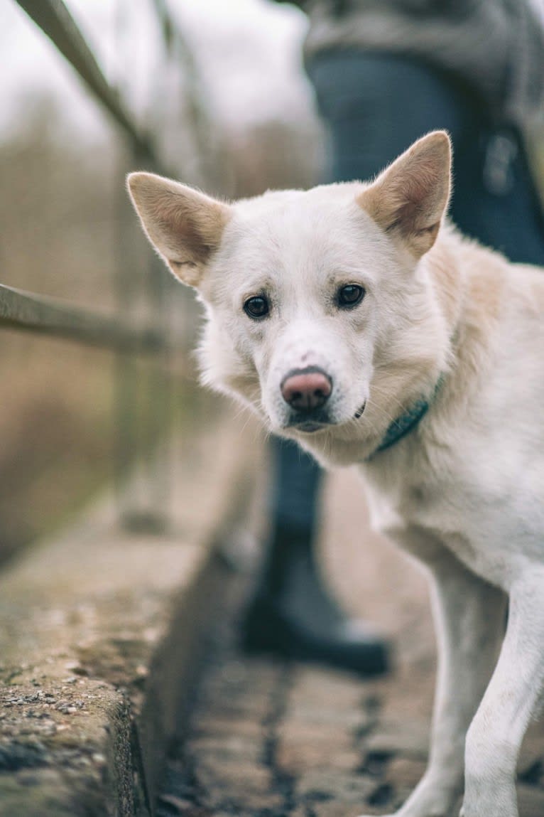 Calaf Storytelling, a Canaan Dog tested with EmbarkVet.com