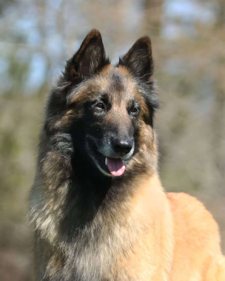 Tuarie, a Belgian Shepherd tested with EmbarkVet.com