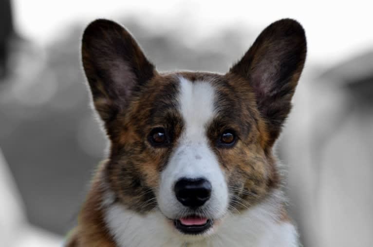 LEO, a Cardigan Welsh Corgi tested with EmbarkVet.com