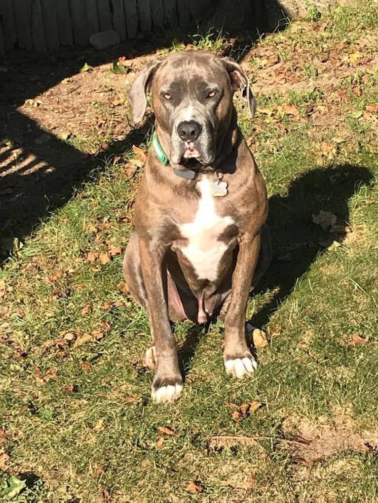 Brody, an American Bulldog and Neapolitan Mastiff mix tested with EmbarkVet.com