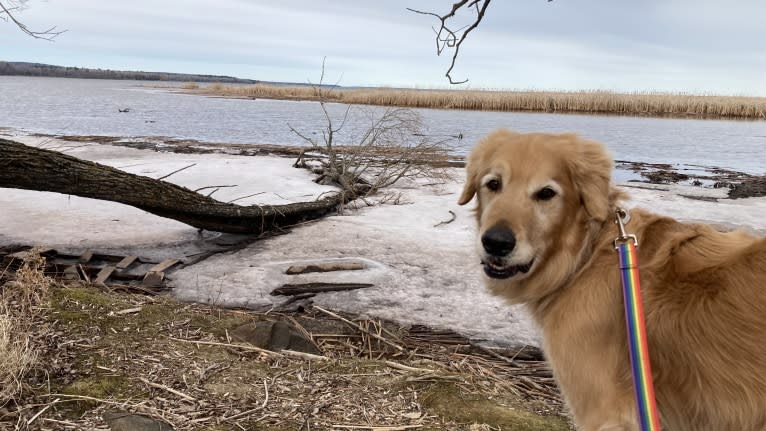 Timber “Gross Manor’s I’ll Be The One You Won’t Forget”, a Golden Retriever tested with EmbarkVet.com