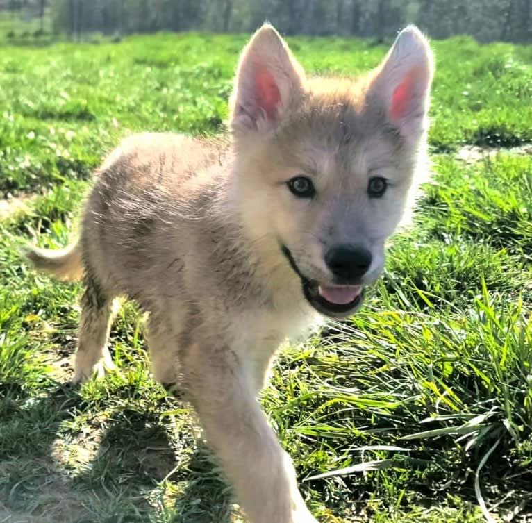 Valefor a dog tested with EmbarkVet.com