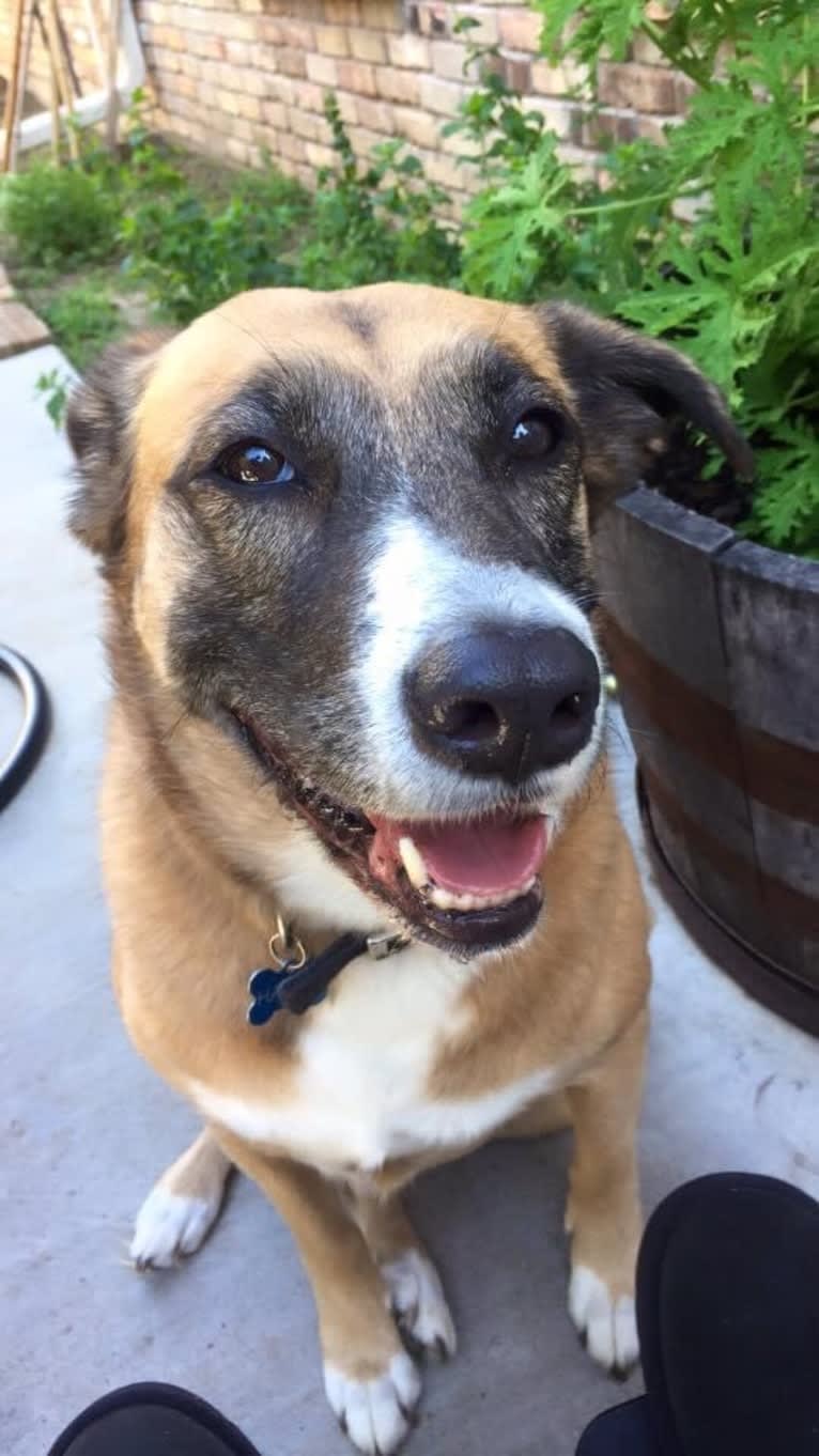 Harley, an American Pit Bull Terrier and Chow Chow mix tested with EmbarkVet.com