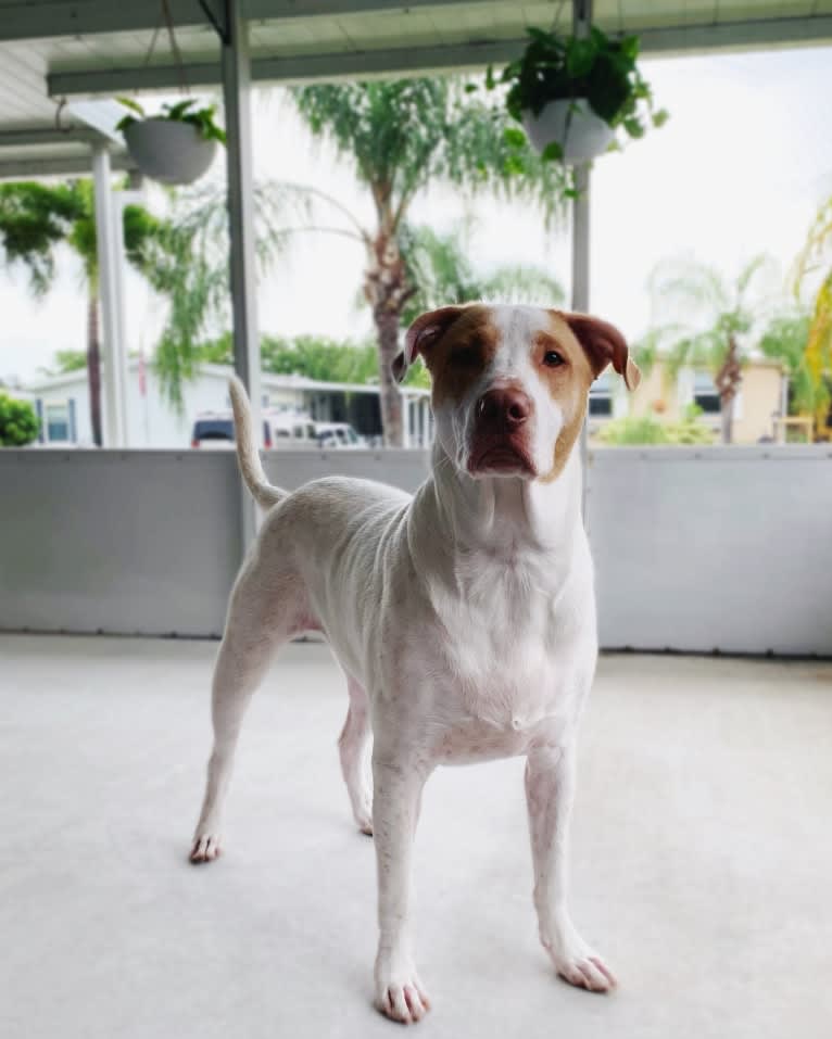 Casper, an American Pit Bull Terrier and Labrador Retriever mix tested with EmbarkVet.com