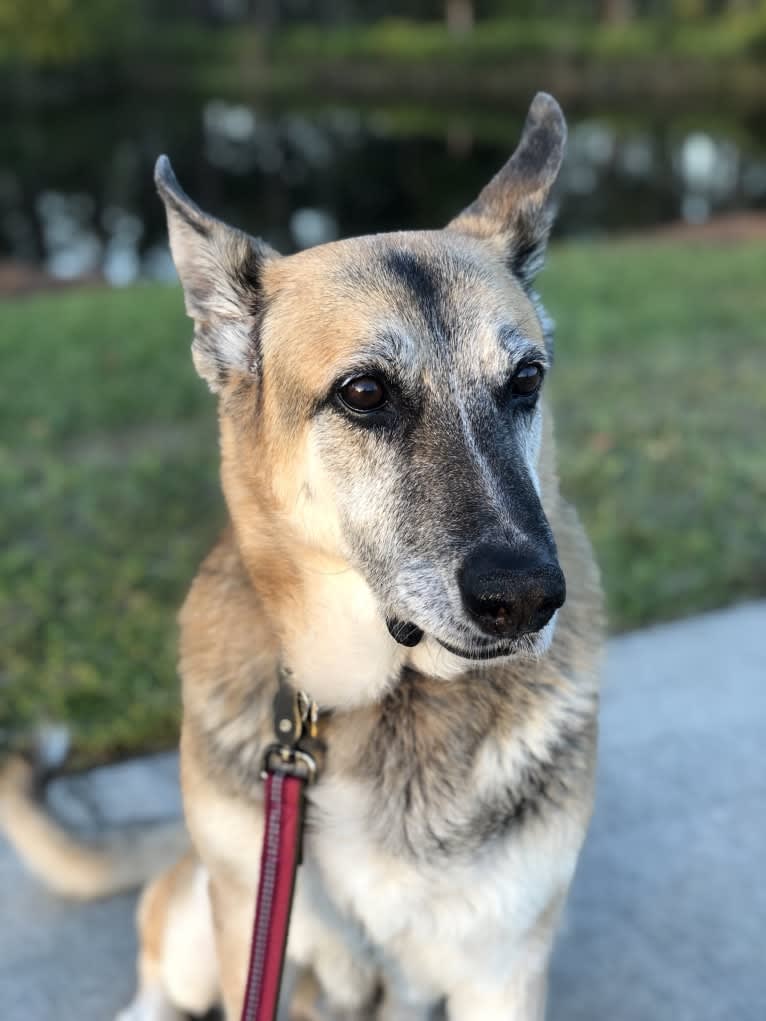 Brie, a German Shepherd Dog and American Eskimo Dog mix tested with EmbarkVet.com