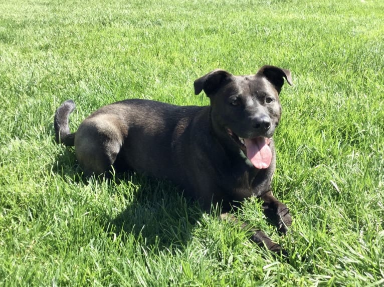 Luna, an American Pit Bull Terrier and Norwegian Elkhound mix tested with EmbarkVet.com