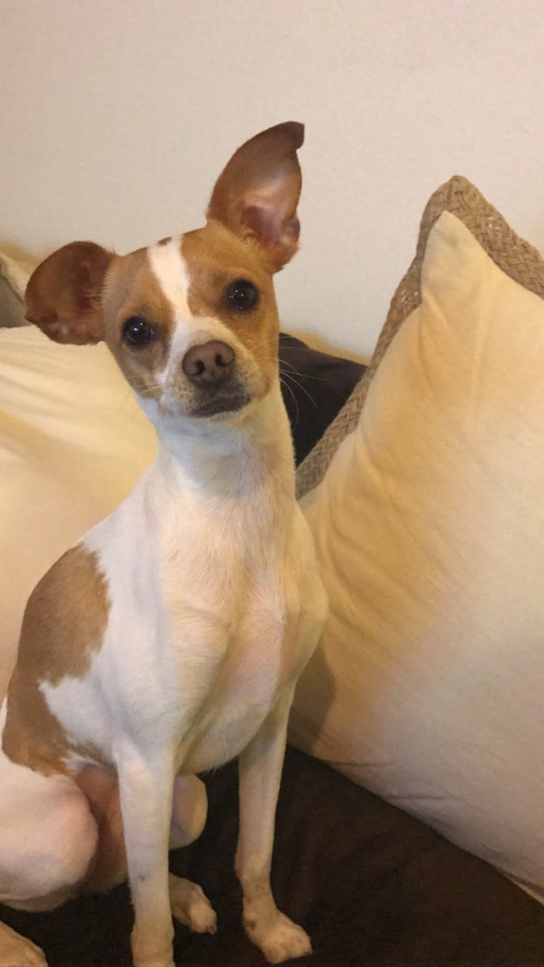 Photo of Stella, a Chihuahua, Miniature Schnauzer, Pomeranian, and Pekingese mix in San Antonio, Texas, USA