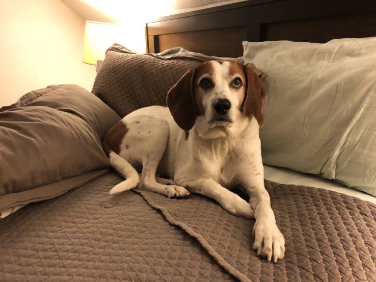 Wheeler, a Treeing Walker Coonhound and American English Coonhound mix tested with EmbarkVet.com