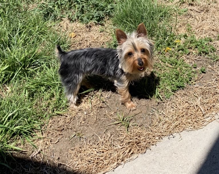 Lilly Steward, a Yorkshire Terrier tested with EmbarkVet.com