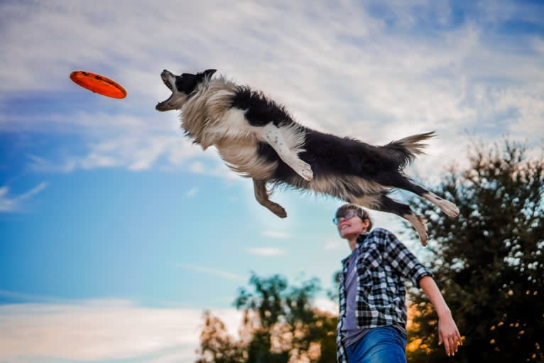 Donut, a Border Collie tested with EmbarkVet.com