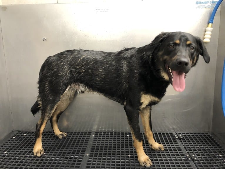 Santi-Pooh, a Labrador Retriever and German Shepherd Dog mix tested with EmbarkVet.com