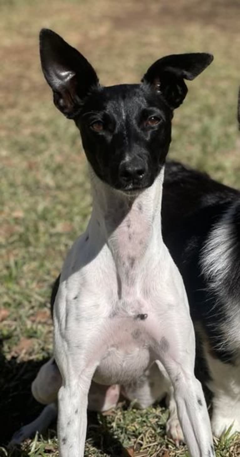 Remy, a Whippet and Border Collie mix tested with EmbarkVet.com