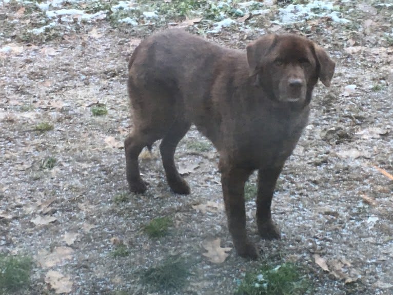 Timber, a Labrador Retriever and American Pit Bull Terrier mix tested with EmbarkVet.com