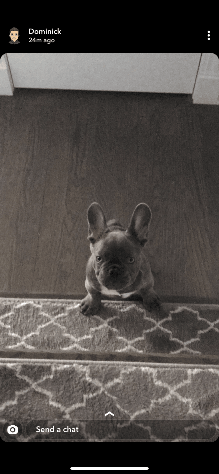 Nardo, a French Bulldog tested with EmbarkVet.com