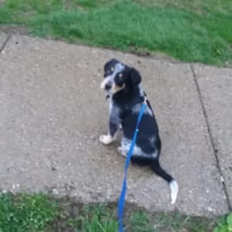 Ranger, an Australian Cattle Dog and American English Coonhound mix tested with EmbarkVet.com