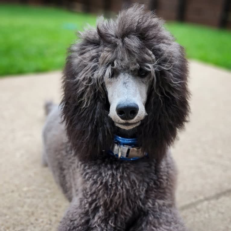 Arwen, a Poodle (Standard) tested with EmbarkVet.com