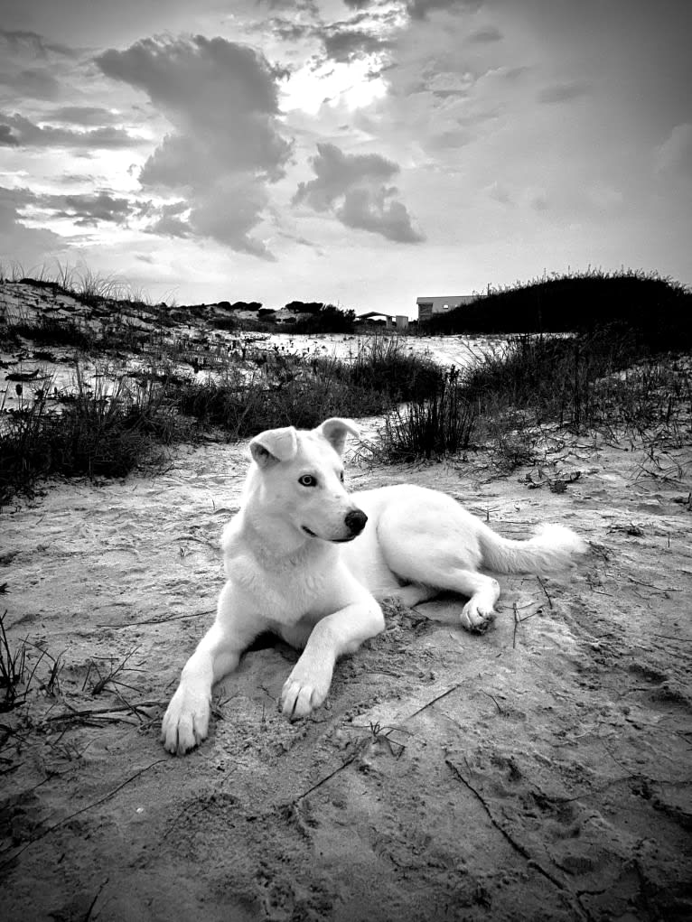 Dash, a Siberian Husky and German Shepherd Dog mix tested with EmbarkVet.com