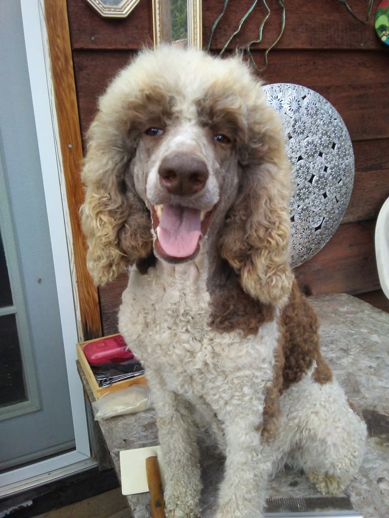 MERCEDES, a Poodle (Standard) tested with EmbarkVet.com