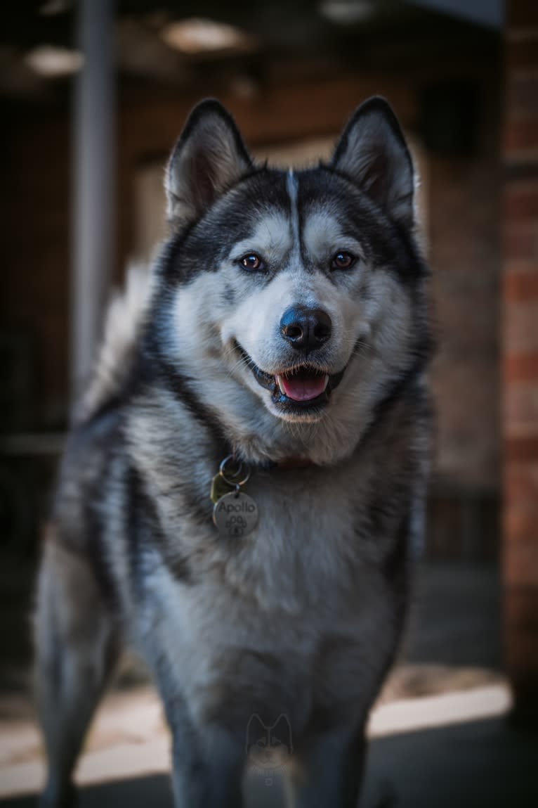 Apollo, a Samoyed and Siberian Husky mix tested with EmbarkVet.com