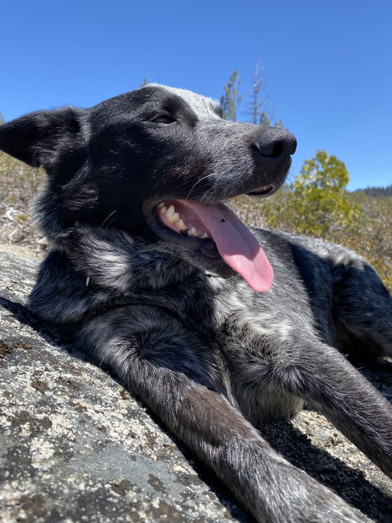 Bodie, an Australian Cattle Dog and Border Collie mix tested with EmbarkVet.com