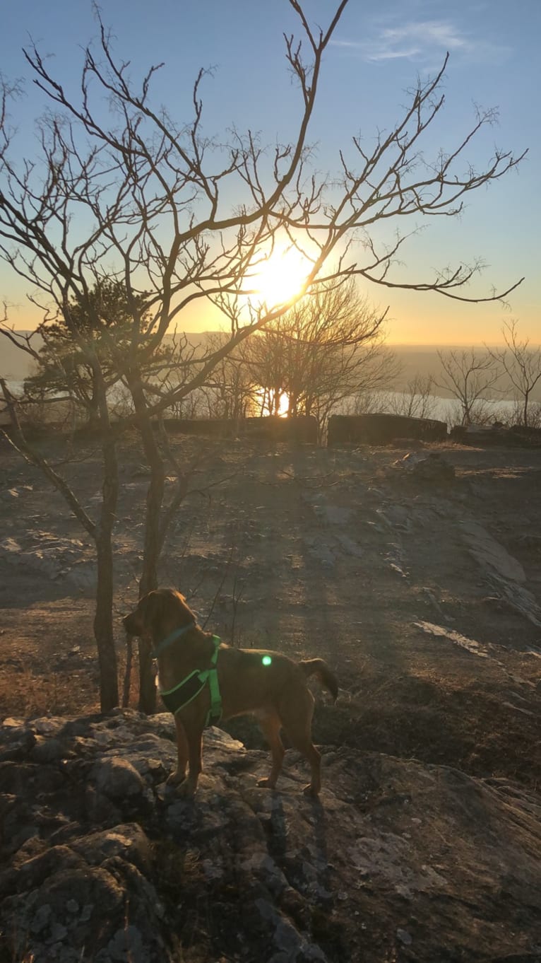 Rufus, a Rottweiler and Beagle mix tested with EmbarkVet.com