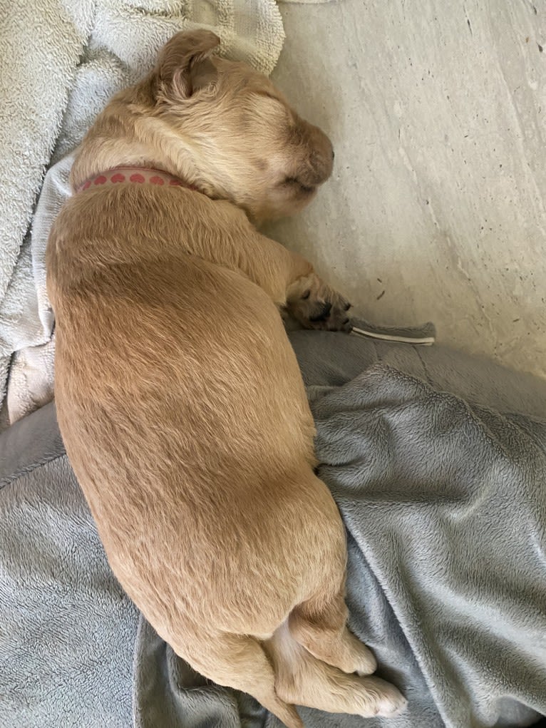 Blossom, a Poodle (Standard) and Golden Retriever mix tested with EmbarkVet.com