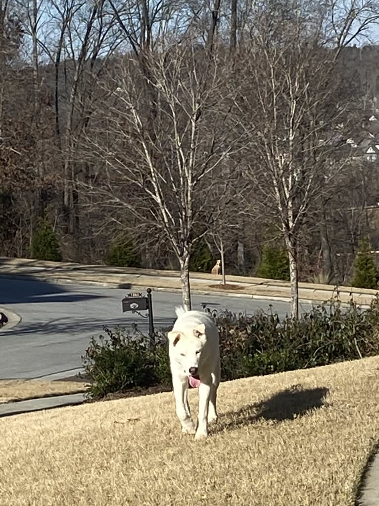 Dash, a Gerberian Shepsky (12.7% unresolved) tested with EmbarkVet.com