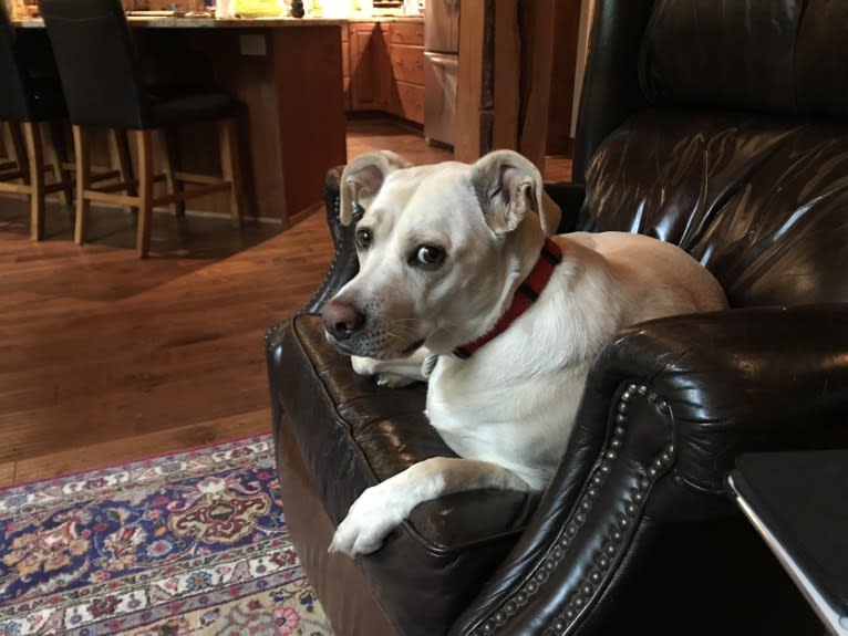 Arwen, a Labrador Retriever and Staffordshire Terrier mix tested with EmbarkVet.com