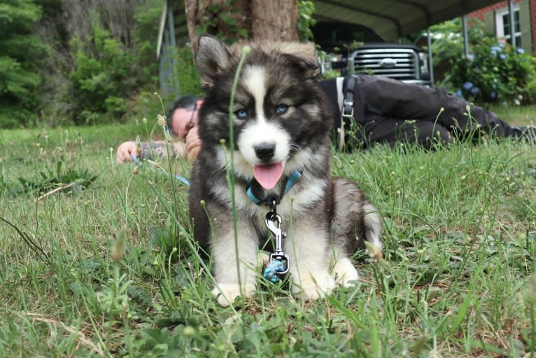 Iroh, a Siberian Husky tested with EmbarkVet.com