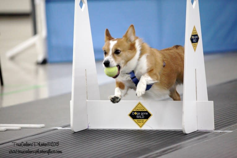 Wizard, a Pembroke Welsh Corgi and Border Collie mix tested with EmbarkVet.com