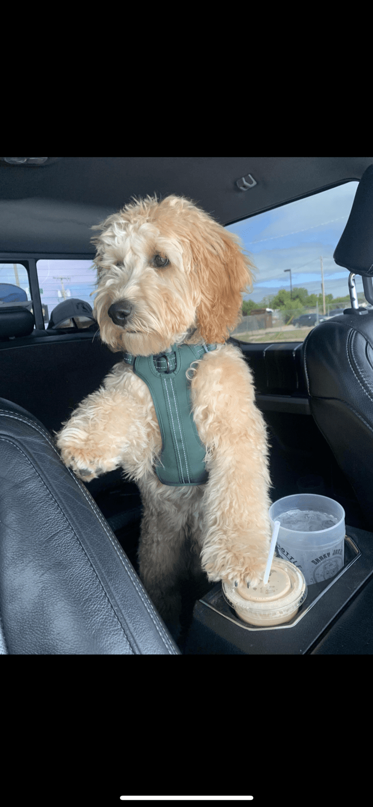 Dex, a Goldendoodle tested with EmbarkVet.com