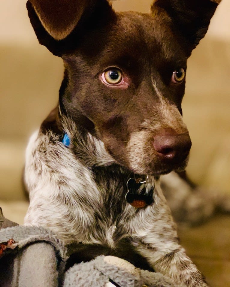 Lincoln, a Cocker Spaniel and Australian Cattle Dog mix tested with EmbarkVet.com
